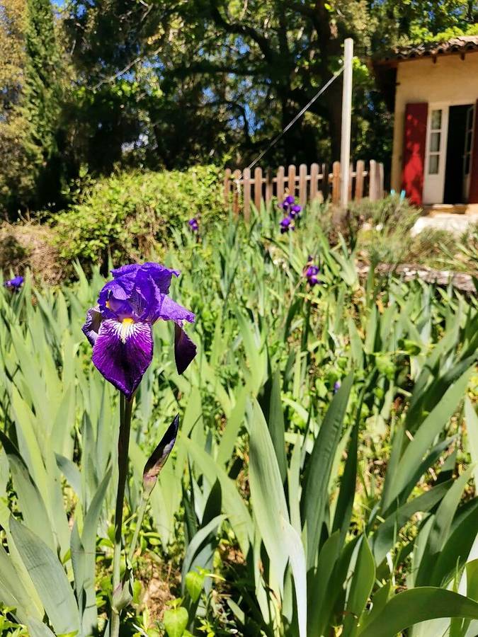 Iris violet & façade, Le Jas — location en Luberon